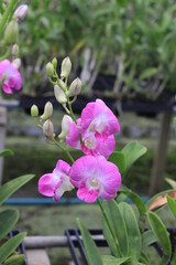 Close up of purple orchid flower.