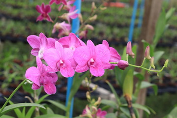 Close up of purple orchid flower.