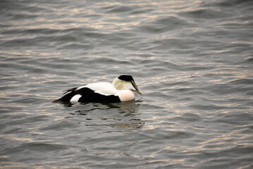 Common Eider