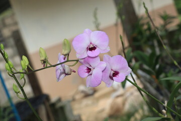 Close up of purple orchid flower.