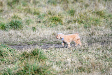 Small cream-colored dog wearing a blue bow tie playing in a tall grass field in an off-leash dog park on a sunny fall day
