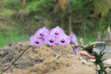 Close up of purple orchid flower.