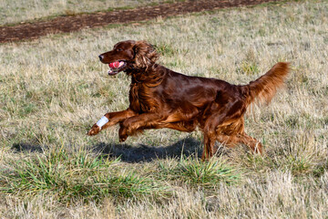 Happy Irish setter with a red ball and a white bandage wrapped paw running in a dry grass field in an off-leash dog park on a sunny fall day
