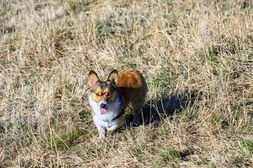 Happy play day, white and tan corgi playing in a tall dry grass field in an off-leash dog park on a sunny fall day
