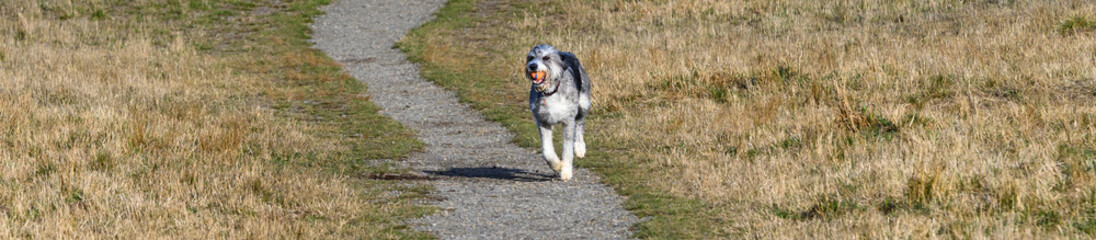 Happy black and white dog with a ball running in a dry grass field in an off-leash dog park on a sunny fall day
