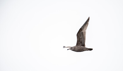 Herring Gull