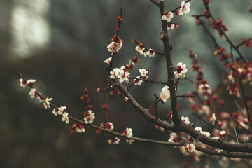 Japanese cherry blossom