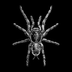Zebra Tarantula hand drawing vector isolated on black background.