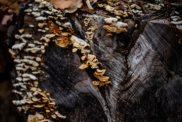 Mushrooms on the wood in the Forest.