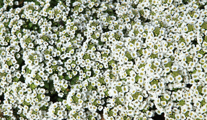 A meadow of small white and yellow flowers . A carpet of flowers. 