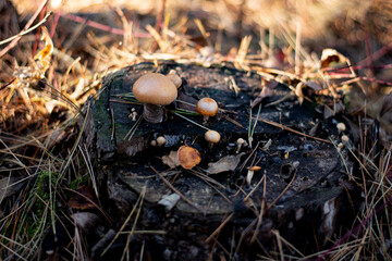 Mushrooms on the wood in the Forest.