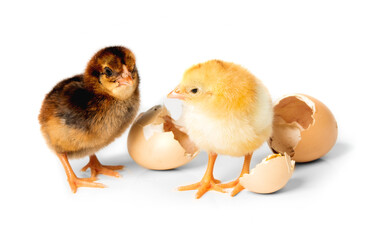 Freshly hatched chick isolated on white background.