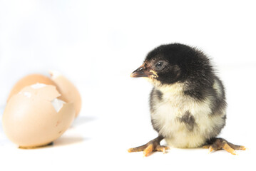 Freshly hatched chick isolated on white background.