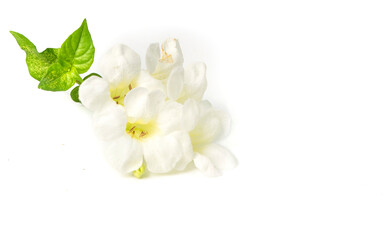 White wild flower fresh green leaves  isolated white background copy space.