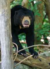 Sun bear