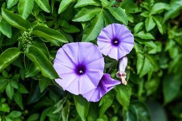 Ipomoea cairica or mile-a-minute vine, Messina creeper, Cairo morning glory, coast morning glory...