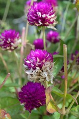 Obraz premium Megamendung, Bogor, Indonesia – October 30, 2022: Gomphrena Globosa, Commonly Known As Globe Amaranth, With Selected Focus.