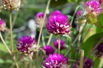 Fototapeta premium Megamendung, Bogor, Indonesia – October 30, 2022: Gomphrena Globosa, Commonly Known As Globe Amaranth, With Selected Focus.