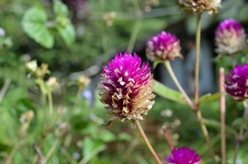 Megamendung, Bogor, Indonesia – October 30, 2022: Gomphrena Globosa, Commonly Known As Globe Amaranth, With Selected Focus.