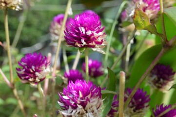 Megamendung, Bogor, Indonesia – October 30, 2022: Gomphrena Globosa, Commonly Known As Globe Amaranth, With Selected Focus.