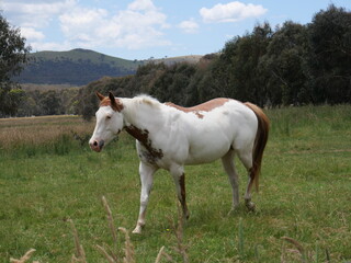 Fototapeta na wymiar Paint horse, stock horse and nature.