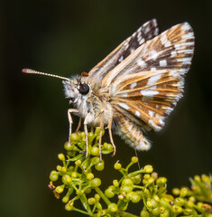 Macrophotography of a Grizzled Skipper Butterfly (Pyrgus malvae) on a plant. Extremely close-up and details.