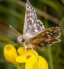 Macrophotography of a Grizzled Skipper Butterfly (Pyrgus malvae) on a plant. Extremely close-up and details.