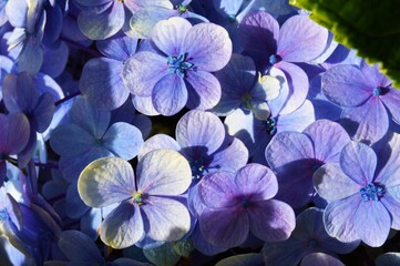 Megamendung, Bogor, Indonesia – October 30, 2022: Hydrangea Macrophylla Common Names Include Bigleaf Hydrangea, French Hydrangea, Lacecap Hydrangea, Mophead Hydrangea, Penny Mac And Hortensia