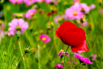 red tulip. flowers in spring. tulip in foreground and pink flowers with bokeh. background blur pink flowers. flowers in the garden. 