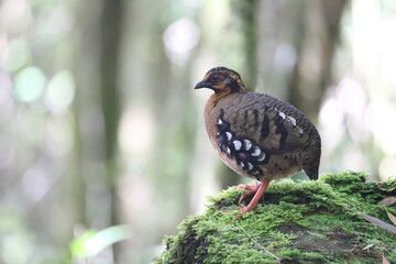 Chestnut-necklaced Partridge or Sabah Partridge (Tropicoperdix graydoni) in Sabah, North Borneo 