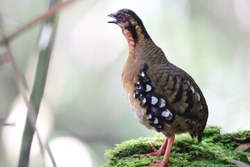 Chestnut-necklaced Partridge or Sabah Partridge (Tropicoperdix graydoni) in Sabah, North Borneo 