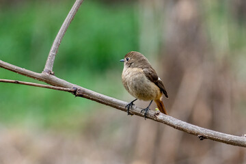 Close up of a daurian redstart in a colorful tree
