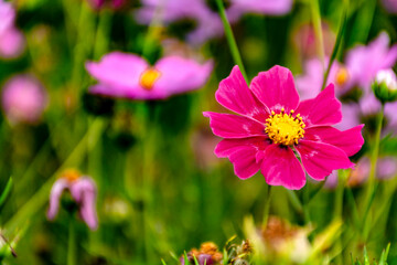 Fototapeta premium pink cosmos flower in spring. colorful flowers. summer in Colombia. purple flowers in close-up. 