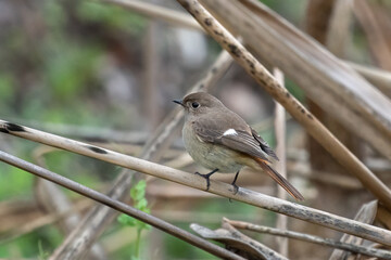 Close up of a daurian redstart in a colorful tree