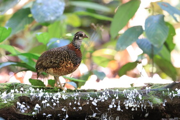 Chestnut-necklaced Partridge (Tropicoperdix charltonii) in Sabah, Borneo, Malaysia