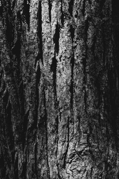 bark of a tree. Black and white toned image 