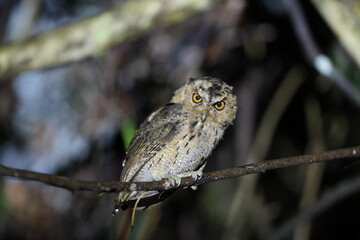 Sunda scops owl (Otus lempiji) in Sabah, Borneo Malaysia