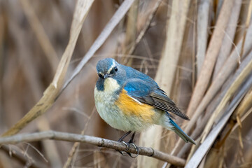 Close up of a red-flanked bluetail with a brown background