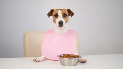 Dog jack russell terrier at the dinner table in a pink bib. 