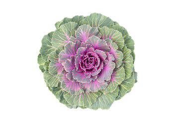 Ornamental cabbage, Isolated on white background.