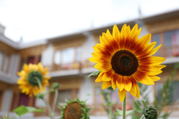 gorgeous sunflower garden ideas 