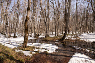 Melting snow in a beautiful forest.