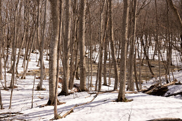 Melting snow in a beautiful forest.