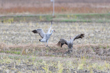 Pair of sandhill cranes dancing