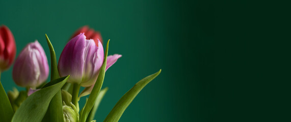Pink and red tulips on dark green background. Copy space. Greeting card. Valentines day