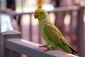 A close up of a Rose-Ringed Parakeet (Psittacula krameri) on railing