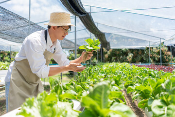 Hydroponic vegetable concept, Young Asian man checking and picking cos lettuce in hydroponic farm
