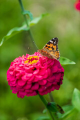 zinnia in the summer garden