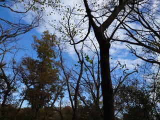 Fototapeta na wymiar trees in the blue sky