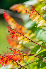 summer flowers in the garden
